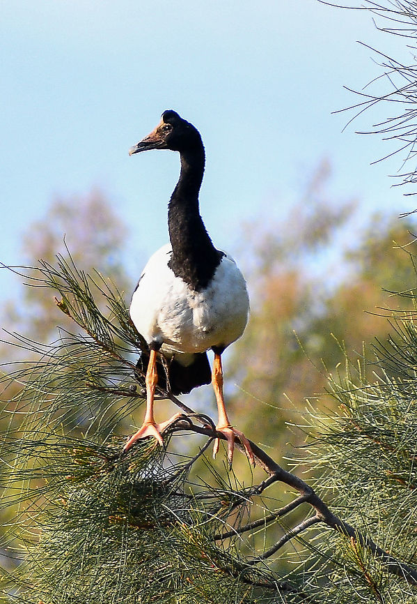Magpie Goose  Anseranas semipalmata,Australia,Fall,Geotagged,magpie goose