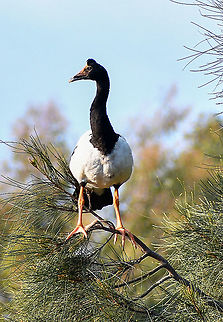 Magpie Goose  Anseranas semipalmata,Australia,Fall,Geotagged,magpie goose