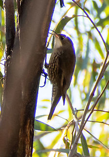 White_throated_tree_creeper_  Australia,Cormobates leucophaea,Geotagged,White-throated treecreeper,Winter