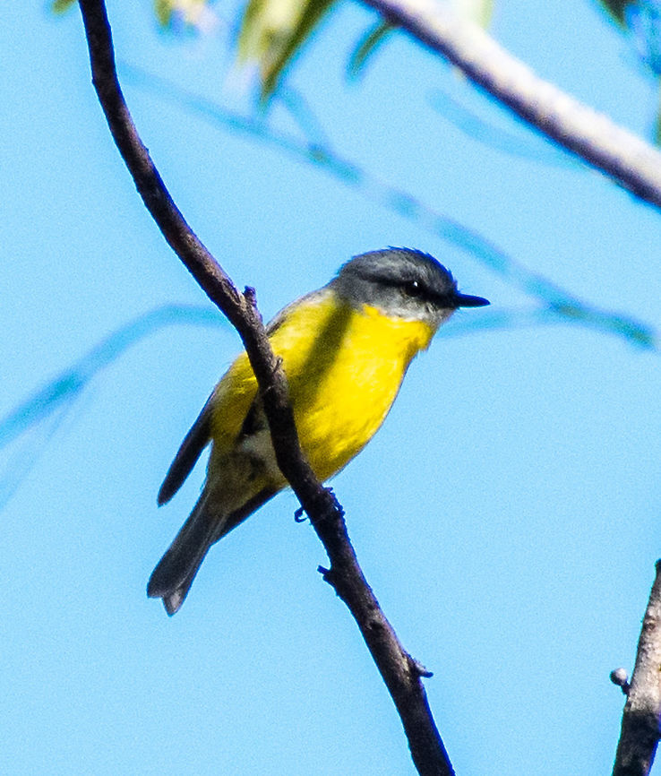 Yellow Robin  Australia,Eastern Yellow Robin,Eopsaltria australis,Geotagged,Winter