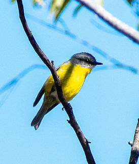 Yellow Robin  Australia,Eastern Yellow Robin,Eopsaltria australis,Geotagged,Winter