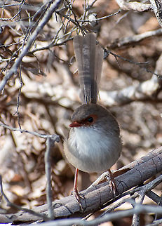 Female Superb Fairy Wren  Australia,Fall,Geotagged,Malurus cyaneus,Superb Fairywren