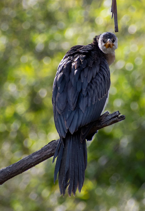 What are you looking at!  Australia,Fall,Geotagged,Little Pied Cormorant,Microcarbo melanoleucos