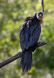 What are you looking at!  Australia,Fall,Geotagged,Little Pied Cormorant,Microcarbo melanoleucos