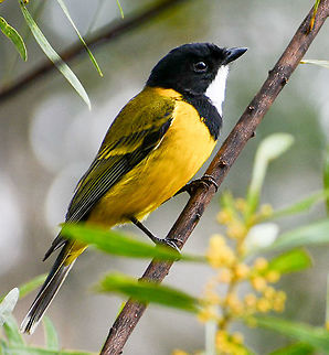 Golden Whistler  Australia,Australian golden whistler,Geotagged,Pachycephala pectoralis,Winter