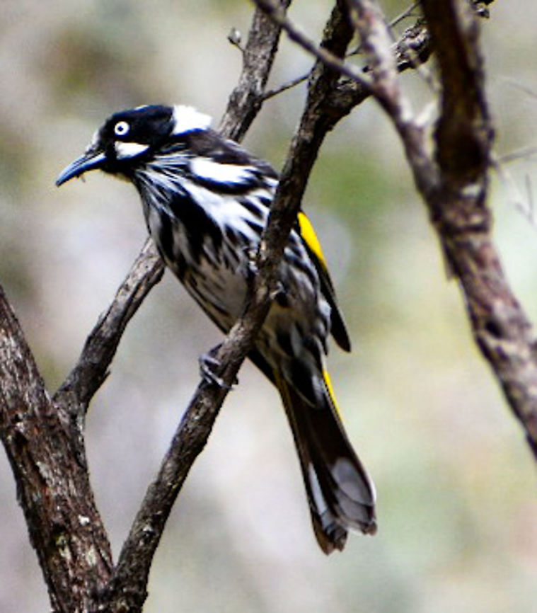 New Holland Honeyeater  Australia,Geotagged,New Holland honeyeater,Phylidonyris novaehollandiae,Winter