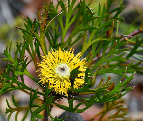 Drumsticks  Australia,Broad-leaved drumsticks,Geotagged,Isopogon anemonifolius,Winter