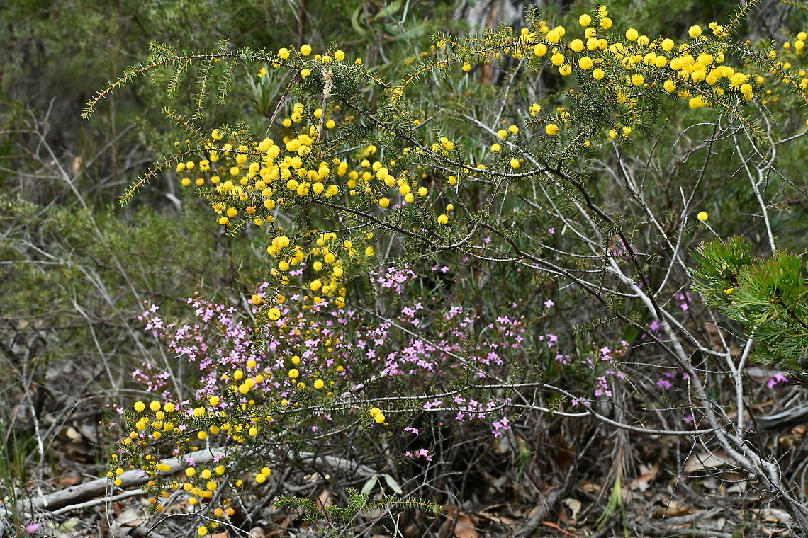 Sydney Boronia and Wattle The bush is ablaze with colour at the moment. A welcome sight during COVID lockdown! Australia,Boronia ledifolia,Geotagged,Sydney Boronia,Winter