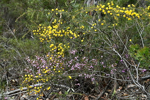 Sydney Boronia and Wattle The bush is ablaze with colour at the moment. A welcome sight during COVID lockdown! Australia,Boronia ledifolia,Geotagged,Sydney Boronia,Winter