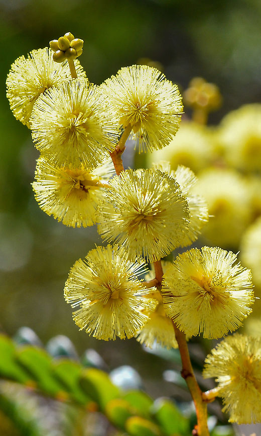 Sunshine Wattle  Acacia terminalis,Australia,Geotagged,Sunshine wattle,Winter
