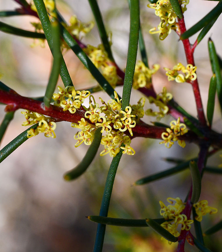 Yellow Hakea  Australia,Geotagged,Hakea nodosa,Winter,Yellow hakea