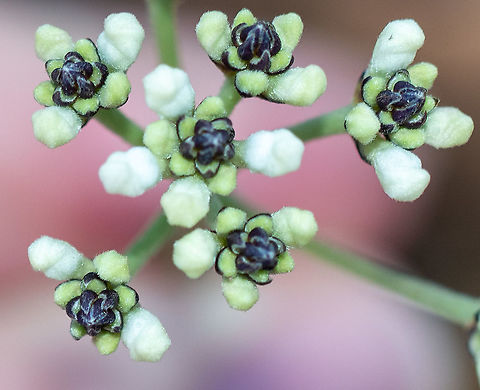 Long Leaf Smokebush about to flower Wildflowers are starting to bloom everywhere at present. Australia,Conospermum longifolium,Geotagged,Long leaf smokebush,Winter