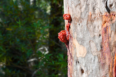 Angophora Costata Commonly known as the Sydney Red Gum because it&rsquo;s sap is red. Angophora costata,Australia,Geotagged,Sydney red gum,Winter