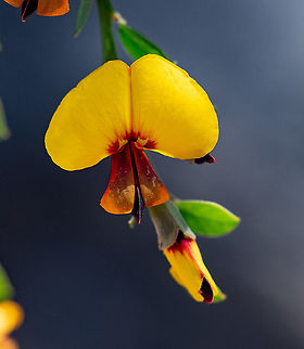 Pultenaea spinosa  Australia,Geotagged,Pultenaea spinosa,Winter