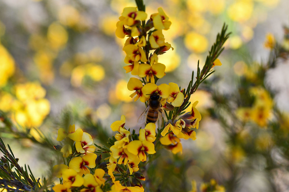 Bees enjoying the prickly bush pea  Australia,Geotagged,Prickly bush-pea,Pultenaea juniperina,Winter