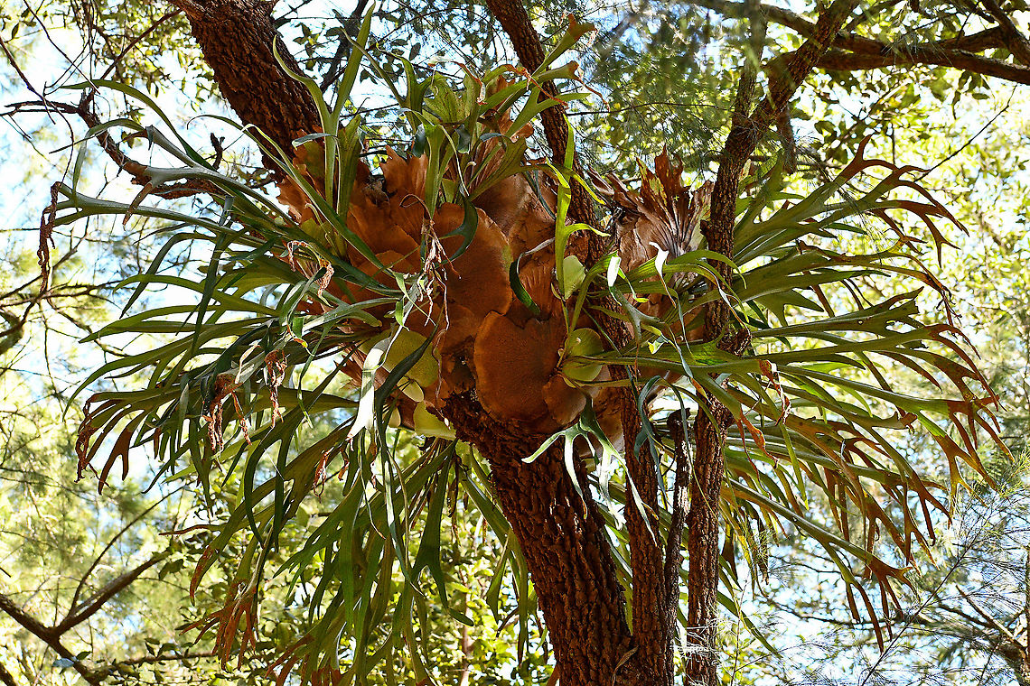 Elkhorn Fern Staghorn ferns Platycerium superbum are very similar to Elkhorn Ferns Platycerium bifurcatum. The Elkhorn name comes from the the look of the large fronds that look like elk horns. They are made up of 2 leaf types, broad heart shaped sterile fronds which attach themselves to the trees and long arching grey-green fertile fronds which are forked and strap shaped that cascade down. Australia,Fall,Geotagged,Platycerium bifurcatum,Staghorn fern