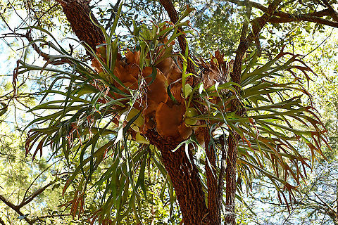 Elkhorn Fern Staghorn ferns Platycerium superbum are very similar to Elkhorn Ferns Platycerium bifurcatum. The Elkhorn name comes from the the look of the large fronds that look like elk horns. They are made up of 2 leaf types, broad heart shaped sterile fronds which attach themselves to the trees and long arching grey-green fertile fronds which are forked and strap shaped that cascade down. Australia,Fall,Geotagged,Platycerium bifurcatum,Staghorn fern