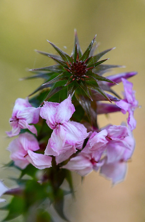 Snow Heath  Australia,Geotagged,Winter,Woollsia,Woollsia pungens