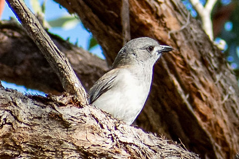 Grey shrikethrush  Australia,Colluricincla harmonica,Geotagged,Grey shrike-thrush,Winter