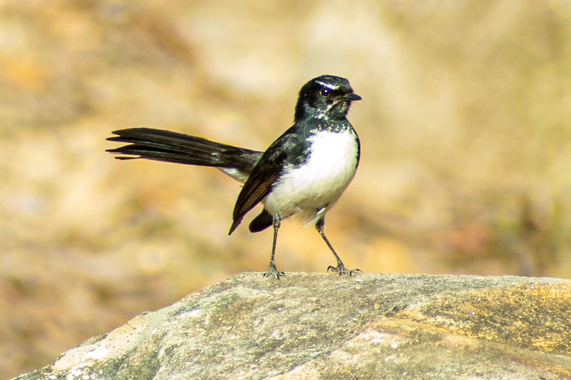 Willy Wagtail  Australia,Geotagged,Rhipidura leucophrys,Willie wagtail,Winter