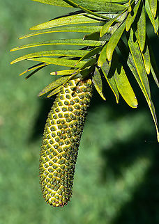 Wollemi Pine  Australia,Geotagged,Winter,Wollemia,Wollemia nobilis