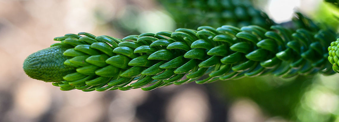 Mountain Araucaria These are now vulnerable in New Caledonia through mining activities  Araucaria montana,Australia,Geotagged,Winter