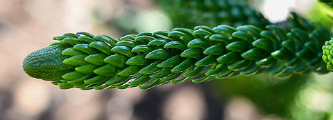 Mountain Araucaria These are now vulnerable in New Caledonia through mining activities  Araucaria montana,Australia,Geotagged,Winter