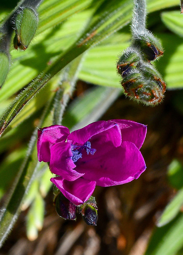 Purple star -Babiana nervosa  Australia,Babiana nervosa,Baboon Flower,Geotagged,Winter