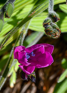 Purple star -Babiana nervosa  Australia,Babiana nervosa,Baboon Flower,Geotagged,Winter