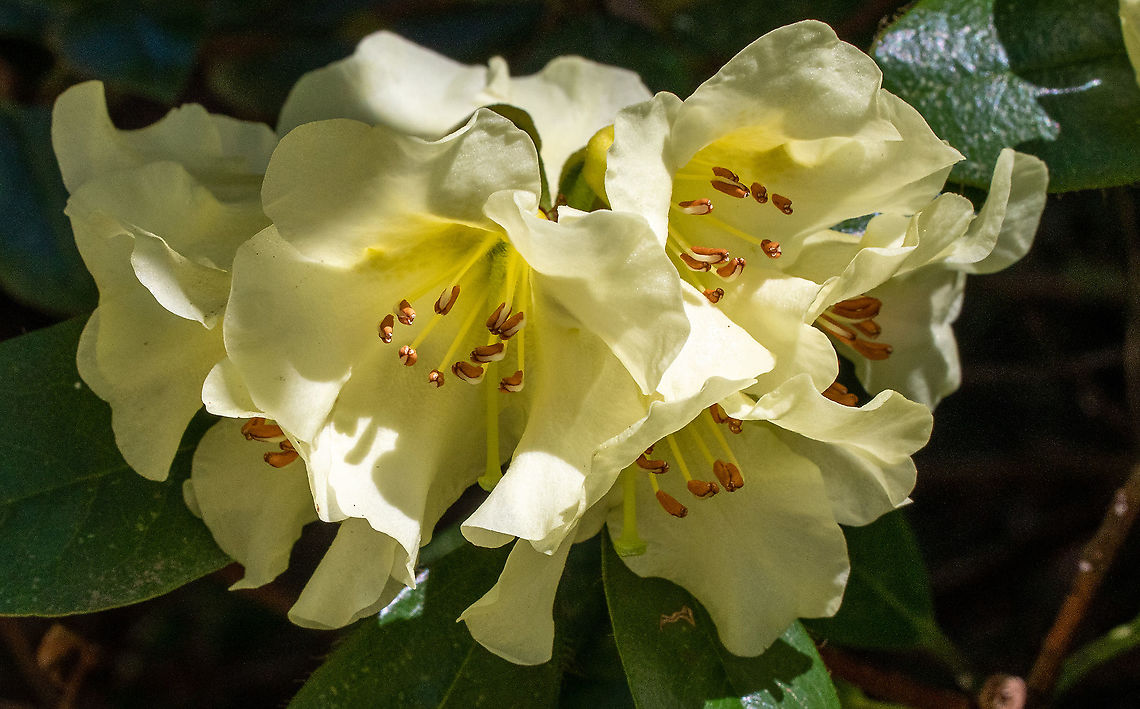Rhododendron chrysomanicum This cultivar is a cross between a north Burmese and south west Chinese species. The Rhododendrons are in bloom all over the Blue Mountains at present. Australia,Geotagged,Rhododendron,Winter