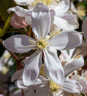 Etoile Violette  Australia,Clematis viticella,Geotagged,Winter