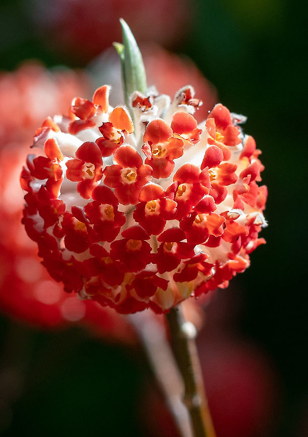 Red Dragon, paper brush  Australia,Edgeworthia chrysantha,Geotagged,Oriental Paperbush,Summer,Winter