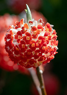 Red Dragon, paper brush  Australia,Edgeworthia chrysantha,Geotagged,Oriental Paperbush,Summer,Winter