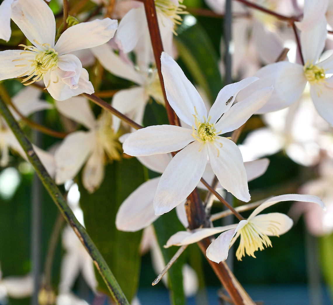 Huidine- Clematis  jackmail  Australia,Geotagged,Winter