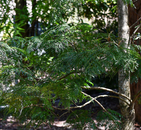 Fernleaf Stenocarpus  Australia,Geotagged,Stenocarpus davalliioides,Stenocarpus davallioides,Winter