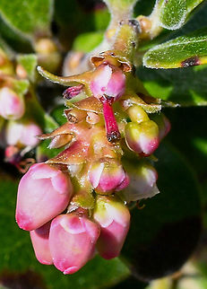Common Bearberry  Arctostaphylos uva-ursi,Australia,Geotagged,Kinnikinnick,Winter