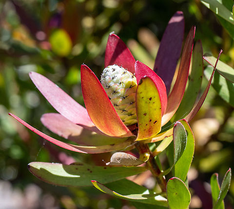 Hullabaloo  Geotagged,Leucospermum heterophyllum,Summer