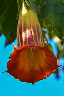 Red Angels Trumpet  Australia,Brugmansia sanguinea,Geotagged,Red angel's trumpet,Winter