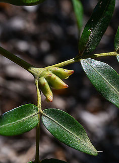 Eastern Leatherwood  Eucryphia moorei