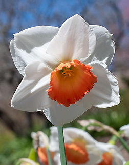 Narcissus Pink Ice  Australia,Geotagged,Winter