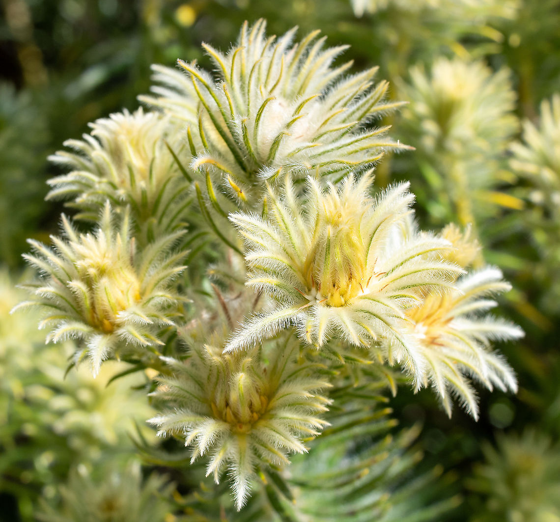 Phylica pubescens  Australia,Featherhead,Geotagged,Phylica pubescens,Winter