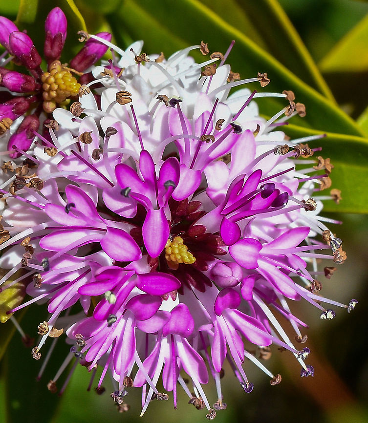 Hebe  Australia,Geotagged,Winter