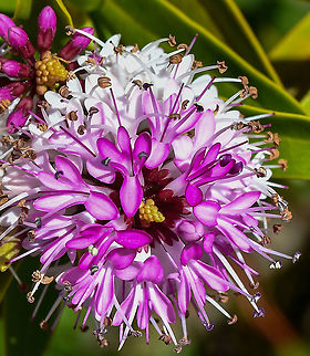 Hebe  Australia,Geotagged,Winter