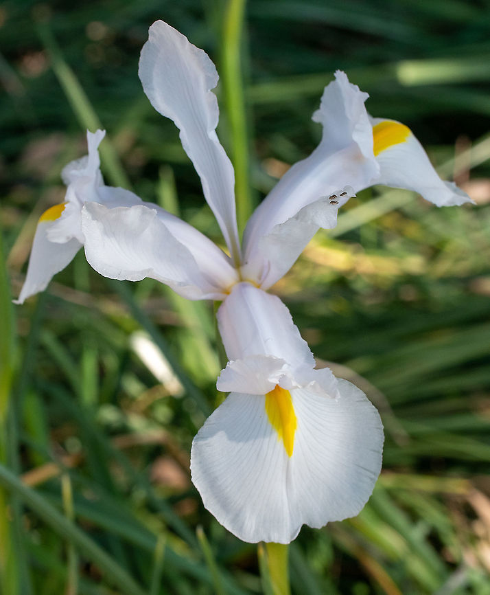 Dutch Iris  Australia,Geotagged,Iris hybrid,Iris × hollandica,Winter