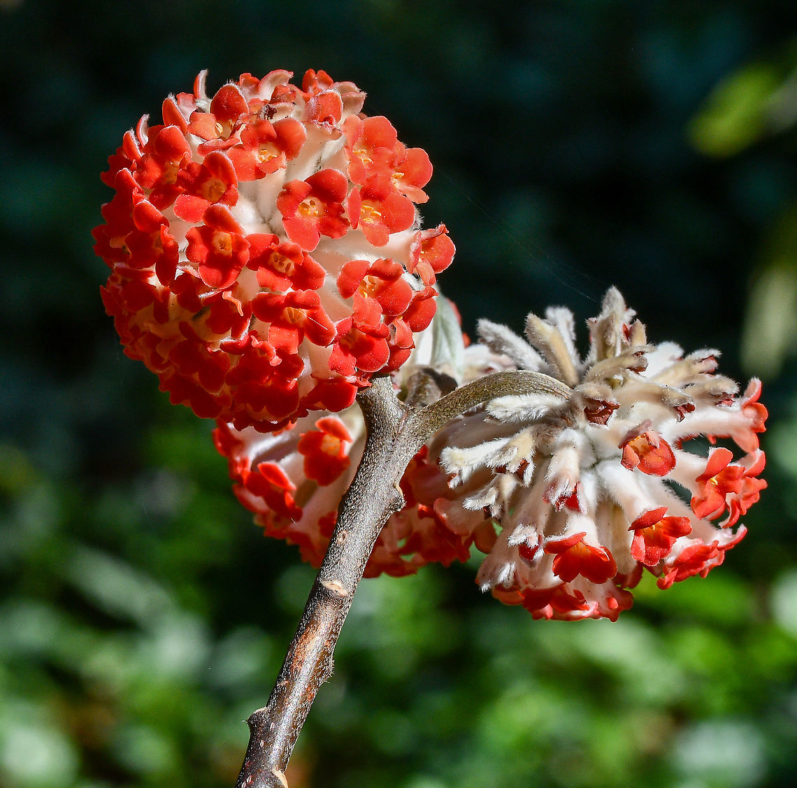Red Dragons  Australia,Edgeworthia chrysantha,Geotagged,Oriental Paperbush,Winter