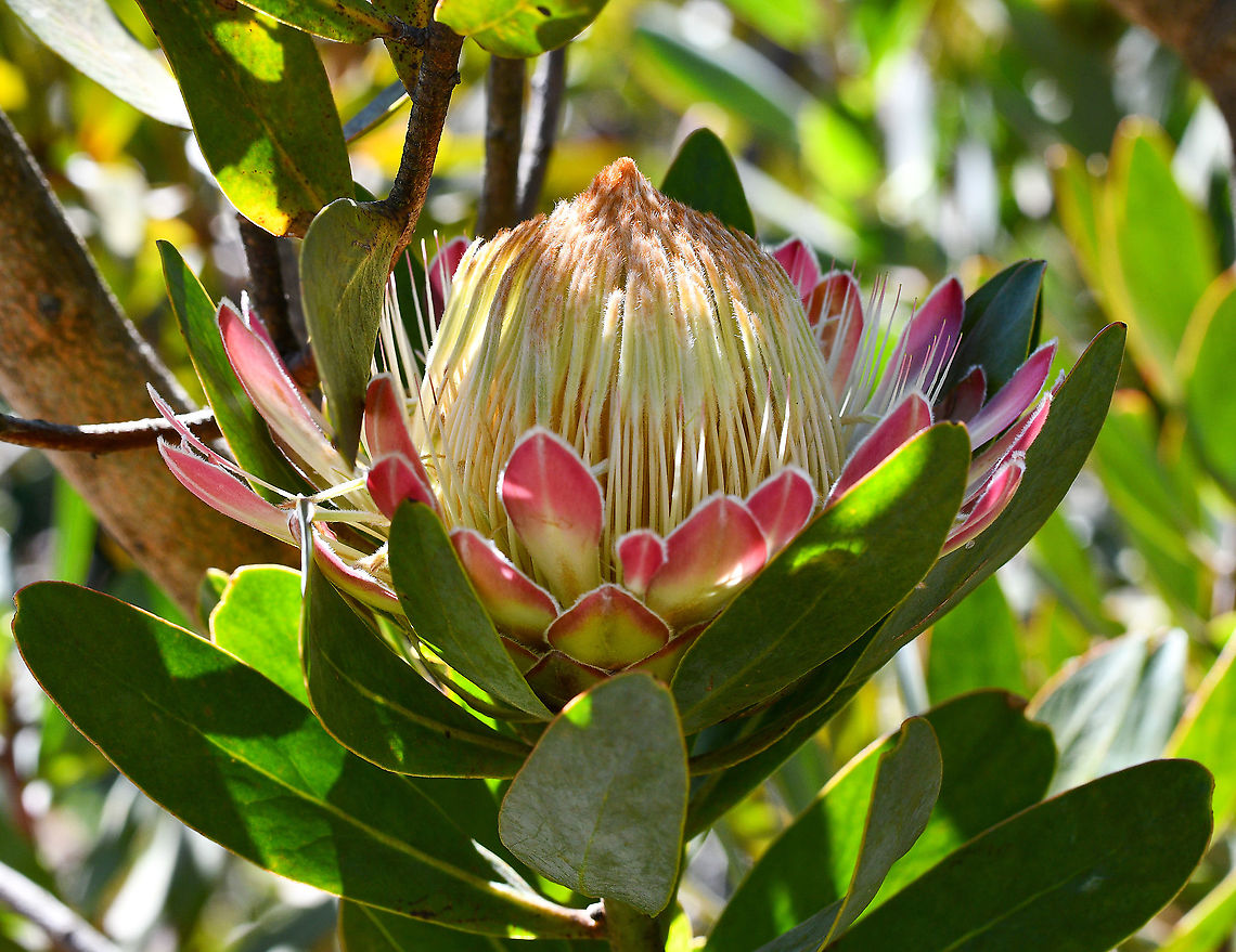 White Ruby-Sugar Bush  Australia,Geotagged,Protea caffra,Winter