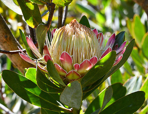 White Ruby-Sugar Bush  Australia,Geotagged,Protea caffra,Winter