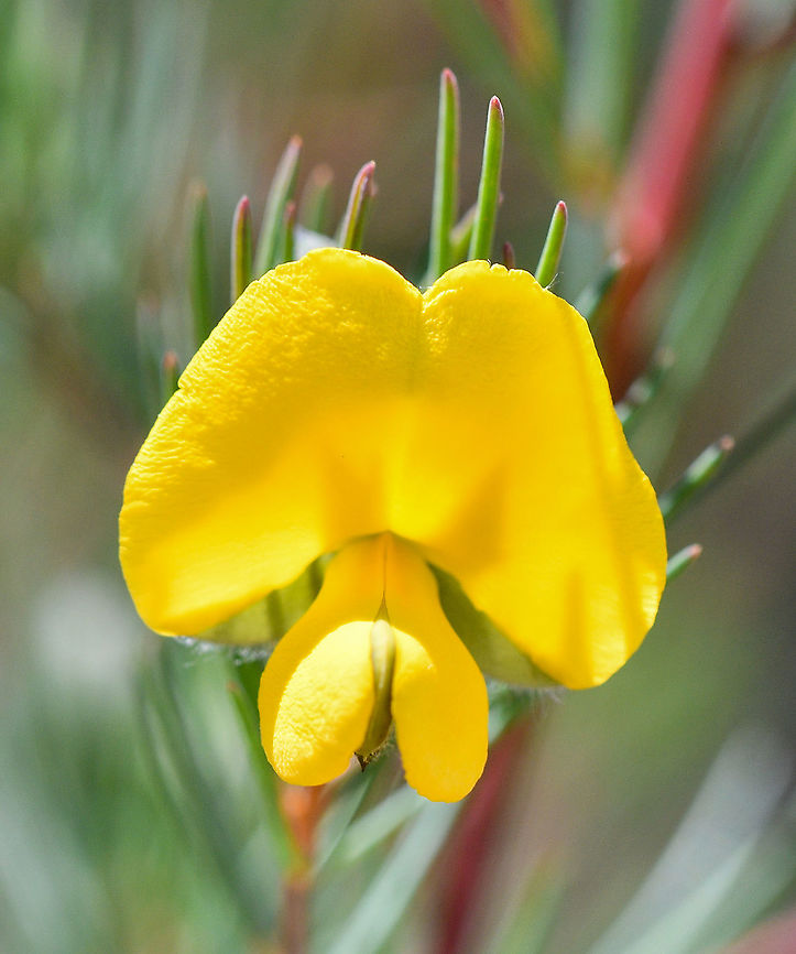 Common Wedge Pea Wildflowers are ablaze in the Aussie bush at present. Australia,Common wedge-pea,Geotagged,Gompholobium huegelii,Winter