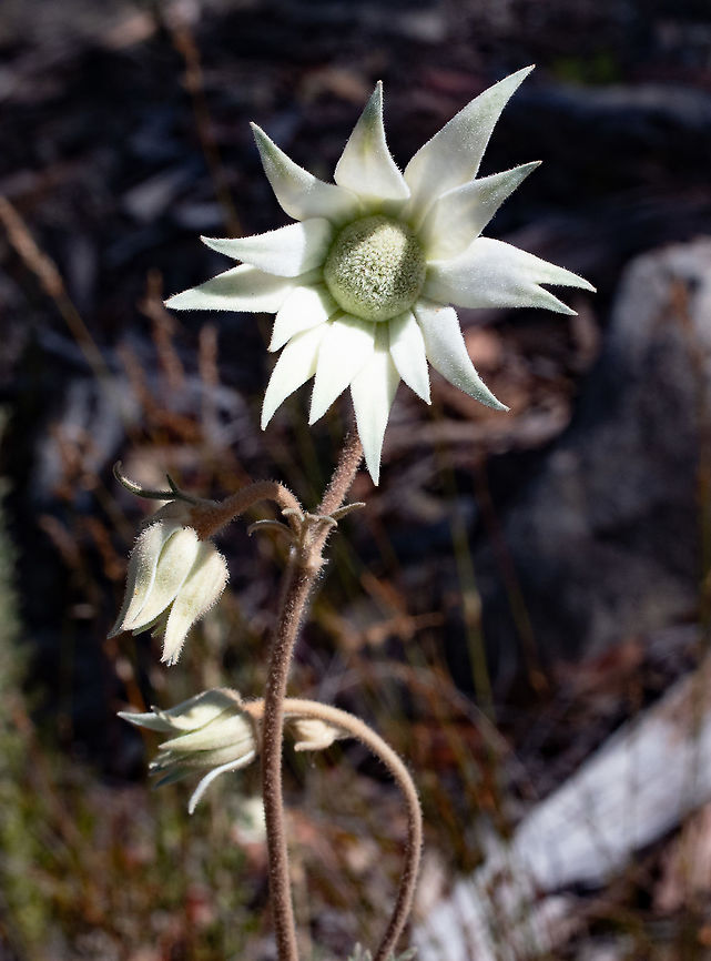Sydney Flannel Flowers These are in masses of blooms in the Blue Mountains at present. Actinotus helianthi,Australia,Geotagged,Winter