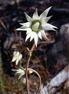 Sydney Flannel Flowers These are in masses of blooms in the Blue Mountains at present. Actinotus helianthi,Australia,Geotagged,Winter